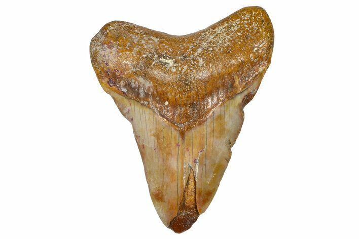 Fossil Megalodon Tooth From Morocco - Rare Location #365198